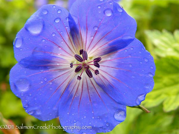 Geranium wallichianum Buxtons Variety