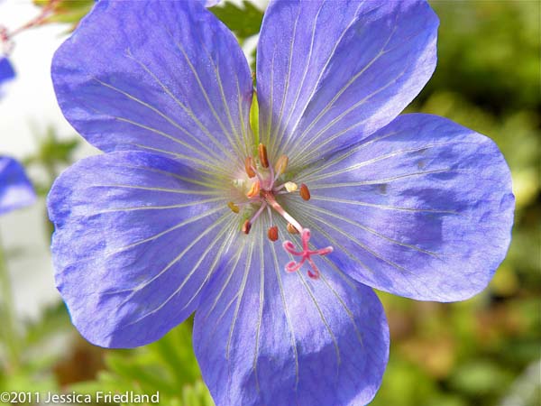 Geranium ‘Johnson’s Blue’