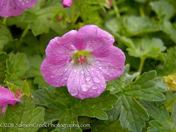 <i>Geranium</i> x <i>riversleaianum</i> ‘Mavis Simpson’