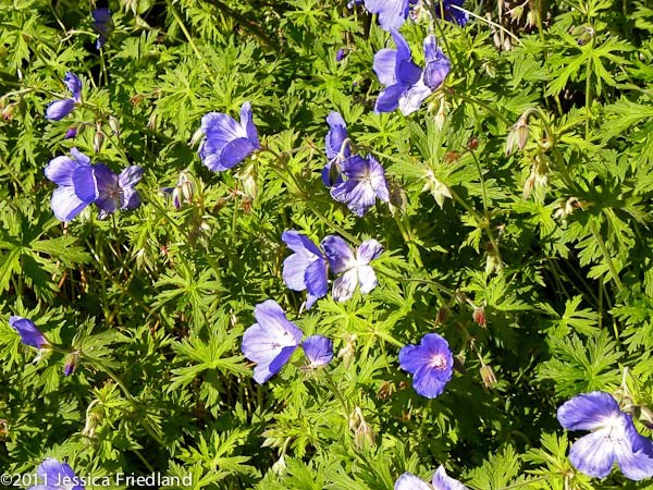 Geranium riversleaianum Mavis Simpson