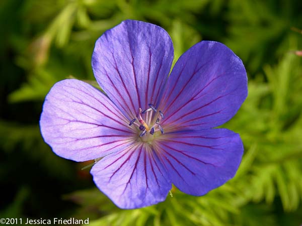 Geranium ‘Nimbus’