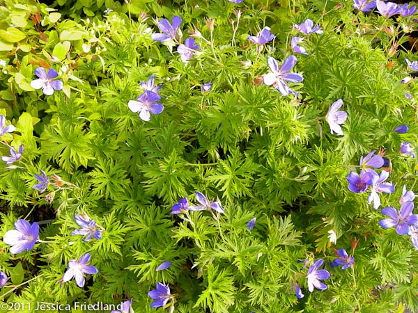 <i>Geranium</i> ‘Nimbus’