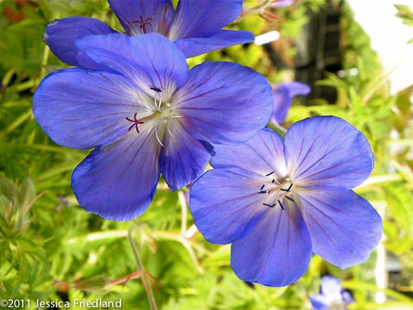 Geranium ‘Orion’