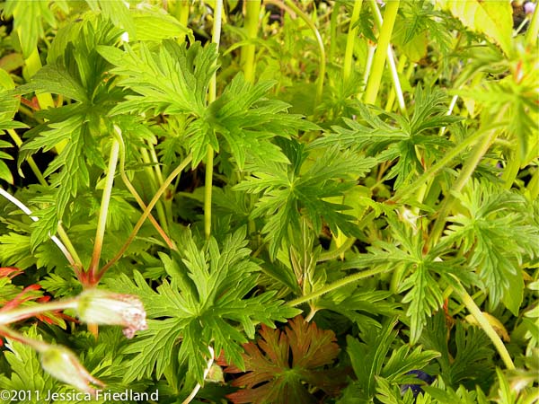 Geranium ‘Orion’