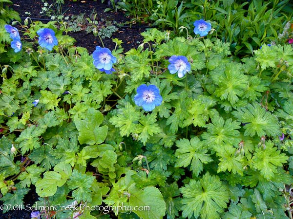 Geranium Rozanne