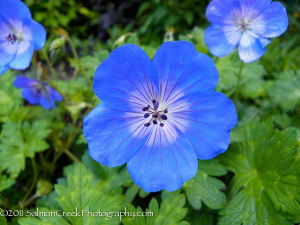 Geranium ‘Rozanne’