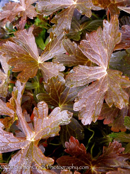 Geranium Rozanne