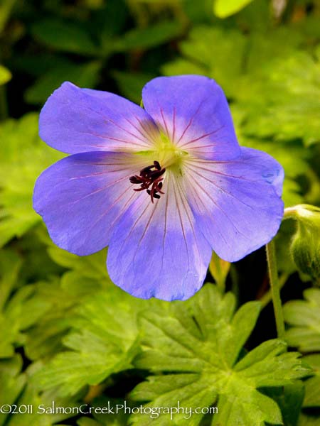 Geranium Rozanne