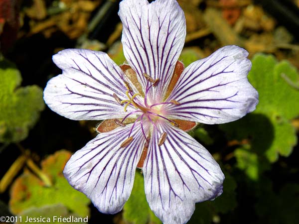 Geranium renardii Tcschelda