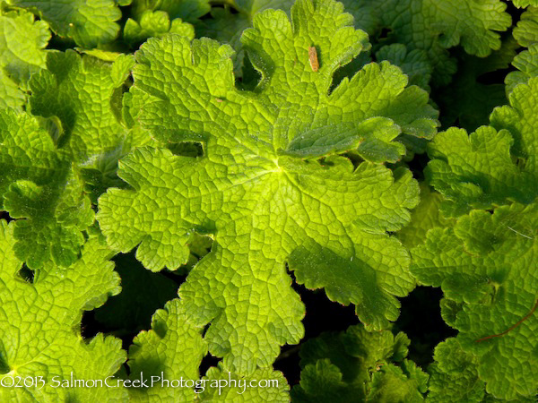 Geranium platypetalum Turco