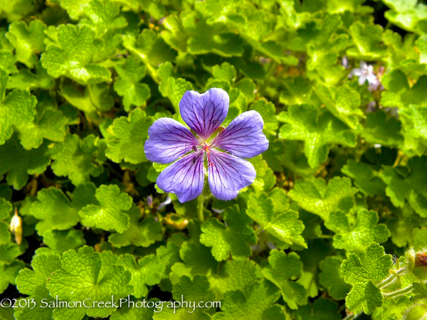 Geranium platypetalum ‘Turco’