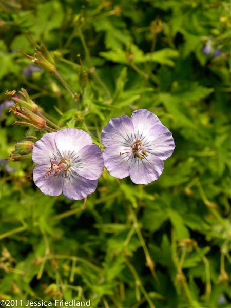 Geranium phaeum Walküre