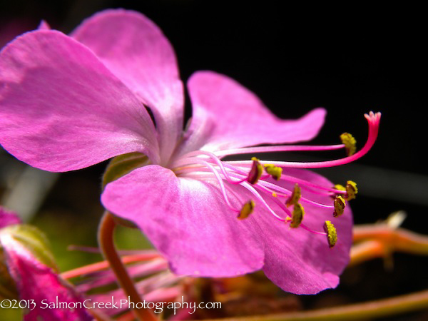 Geranium x cantabrigiense Westray