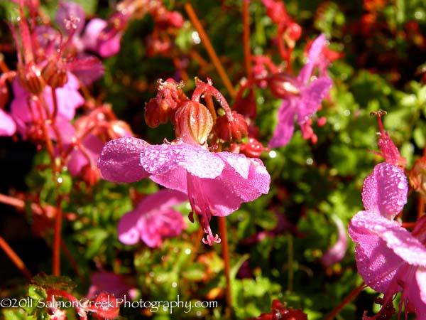 Geranium x cantabrigiense Westray