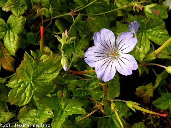 Geranium nodosum