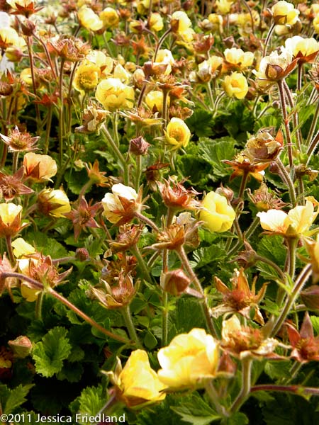 Geum ‘Beech House Apricot’