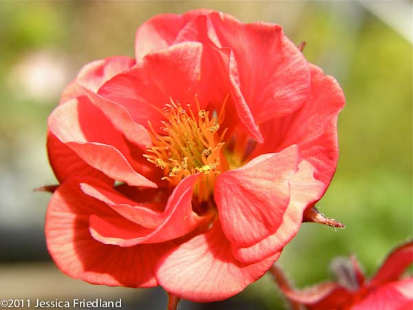 Geum x ‘Flames of Passion’