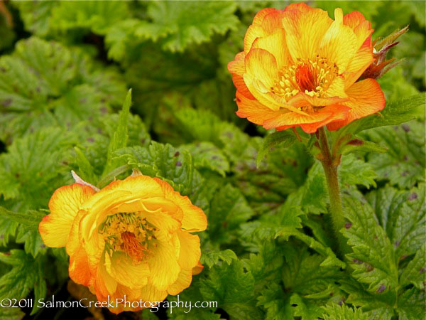 <i>Geum</i> ‘Mango Lassi’