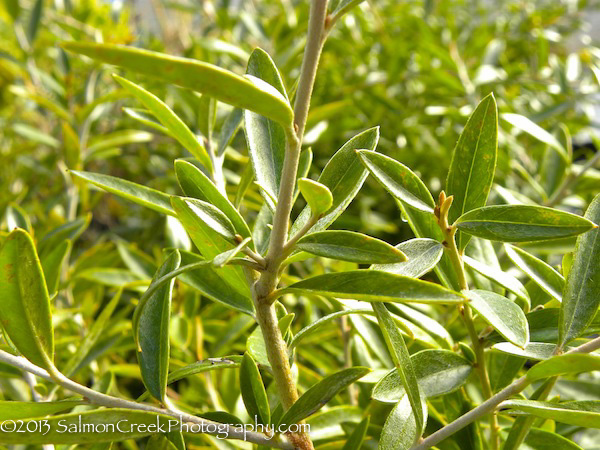 Grevillea victoriae Marshall Olbrich