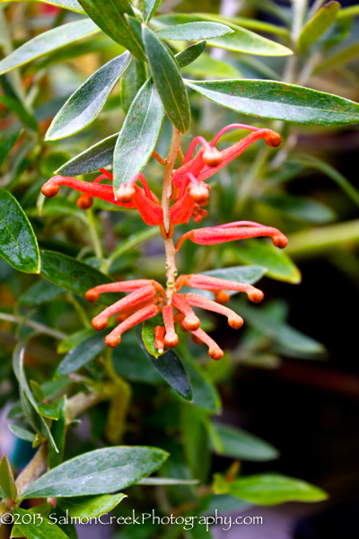 Grevillea victoriae Marshall Olbrich