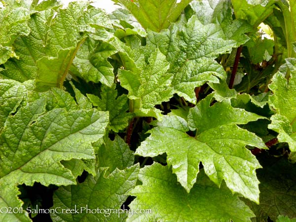 Gunnera tinctoria