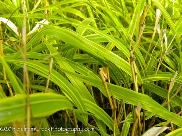 Hakonechloa macra Albo Striata