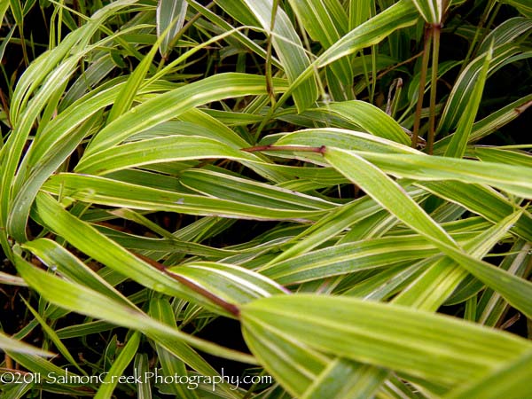 Hakonechloa macra Albo Striata