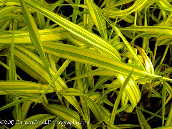 Hakonechloa macra Aureola