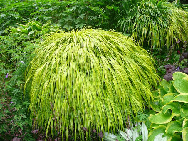 Hakonechloa macra ‘Aureola’