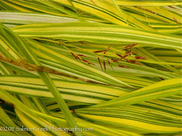 Hakonechloa macra ‘Aureola’