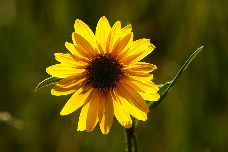 Helianthella quinquenervis