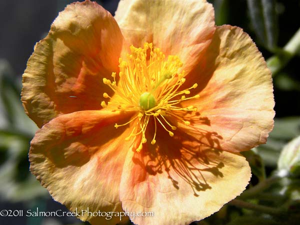 Helianthemum Cheviot