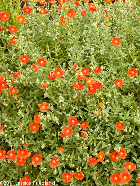 Helianthemum ‘Henfield Brilliant’