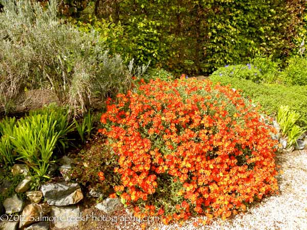 Helianthemum ‘Henfield Brilliant’