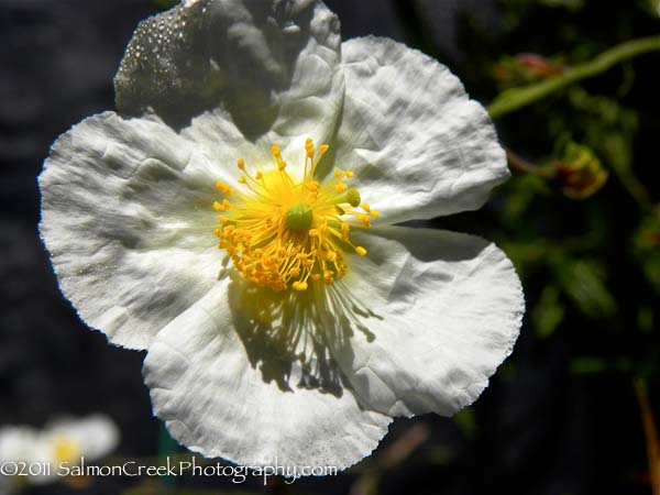 Helianthemum St. Marys