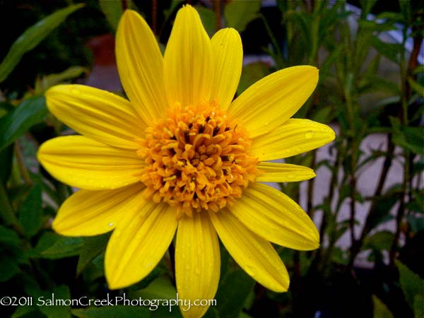 Helianthus x multiflorus Capenoch Star