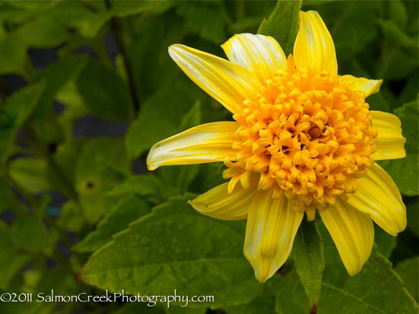 Helianthus x multiflorus ‘Capenoch Star’