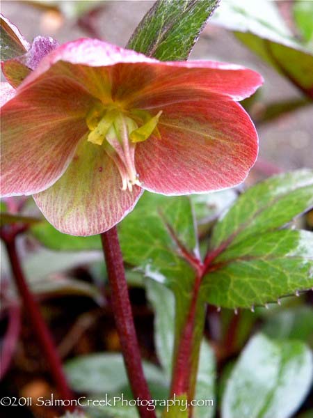 Helleborus ballardiae ‘HGC Pink Frost’