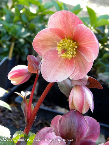 Helleborus ballardiae HGC Pink Frost