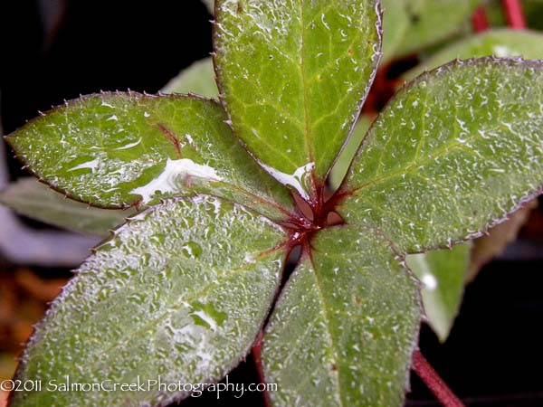 Helleborus ballardiae HGC Pink Frost