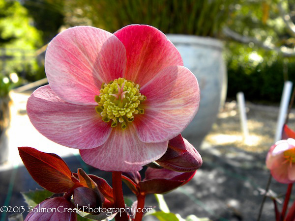 Helleborus ballardiae HGC Pink Frost