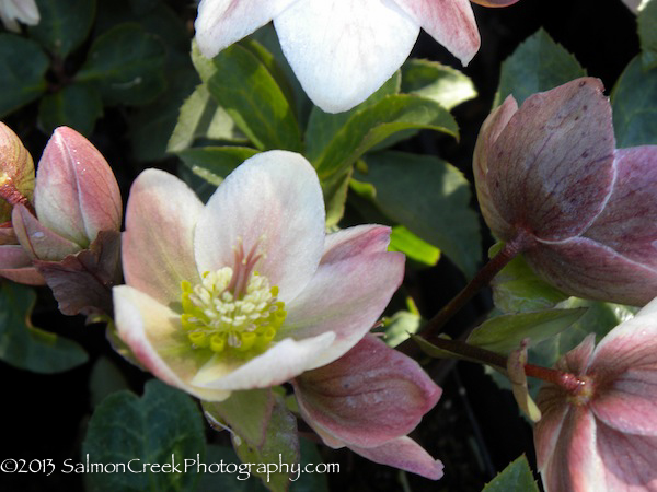 Helleborus nigersmithii ‘Ivory Prince’