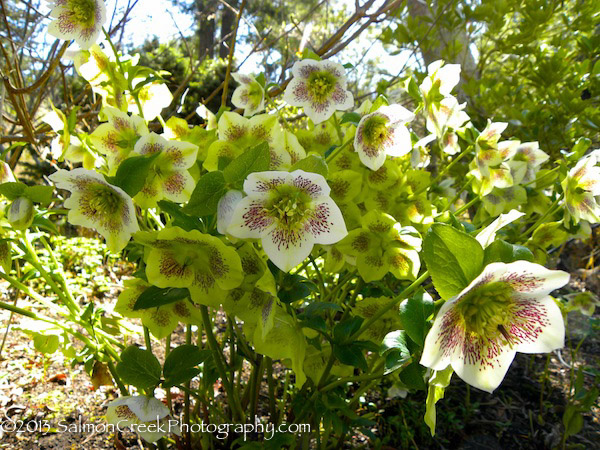 Helleborus hybridus White Lady Spotted