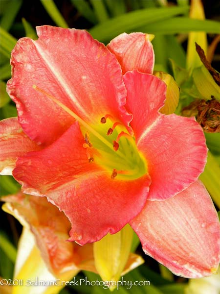 Hemerocallis Speak of Angels