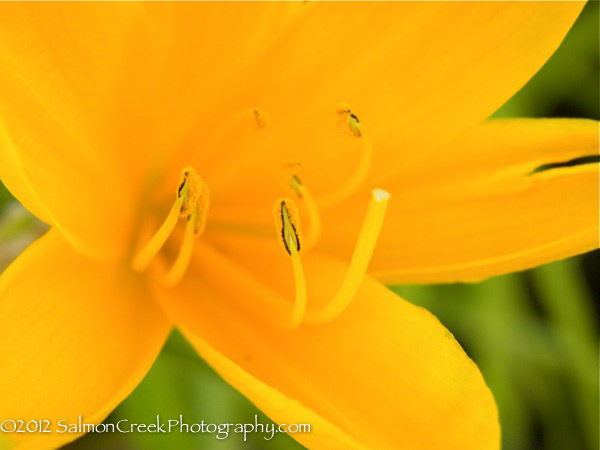 Hemerocallis middendorffii