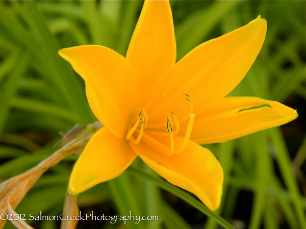 Hemerocallis middendorffii