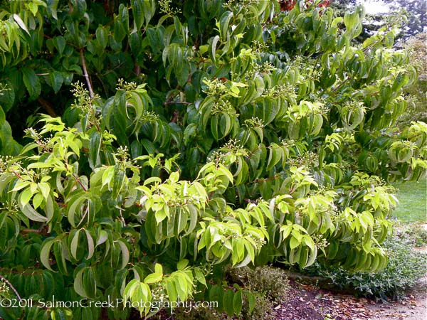 Heptacodium miconioides