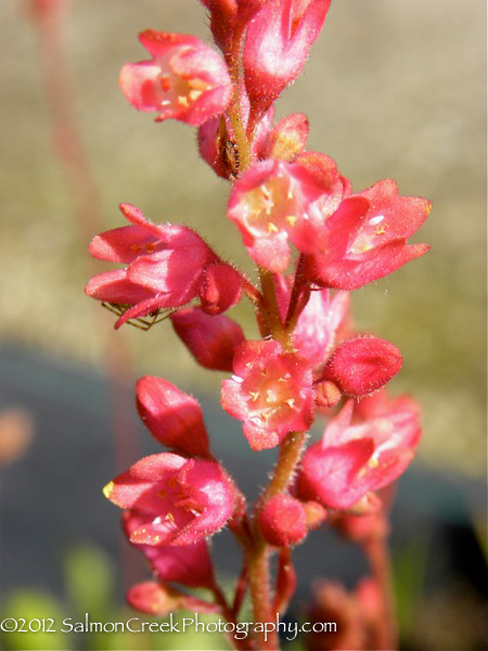 Heuchera pulchella Raspberry Regal