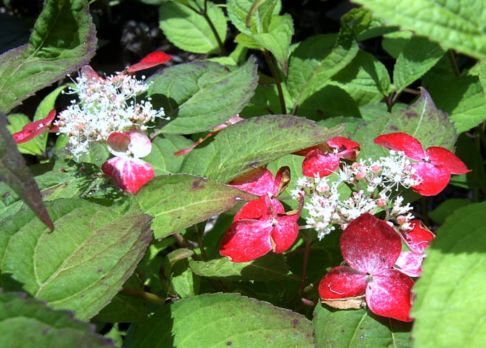 Hydrangea serrata Beni