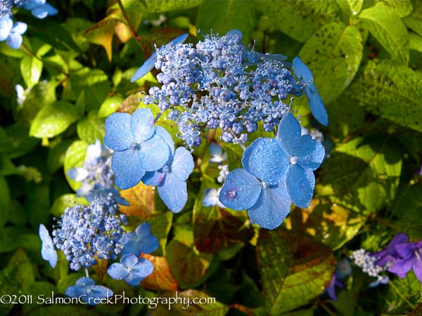 Hydrangea serrata ‘Blue Deckle’